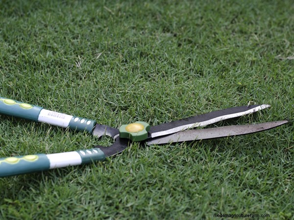 Garten-Grundlagen:Must-Have-Ausrüstung für Anfänger 