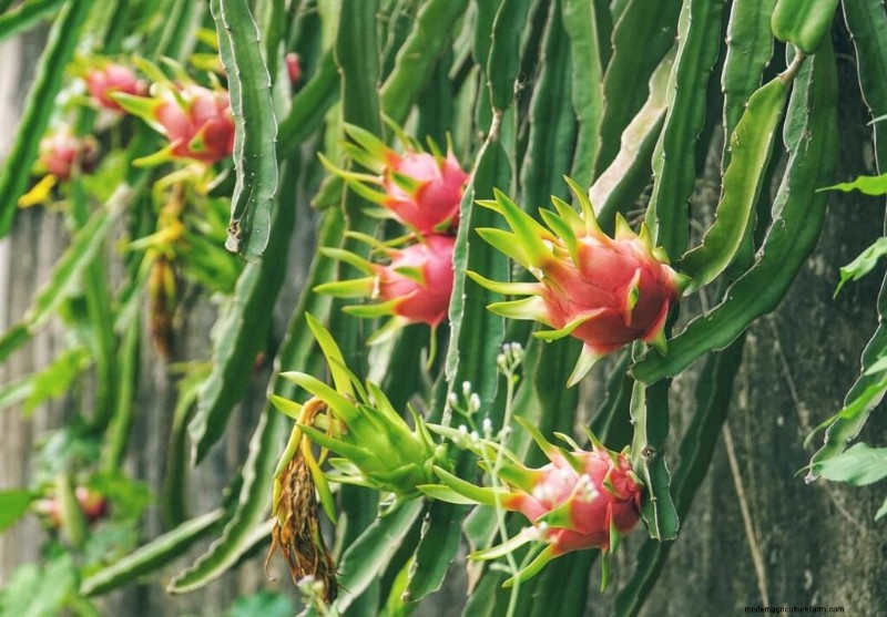 Dragon Fruit Farming in India:Gids voor winstgevendheid, kosten en investeringen 