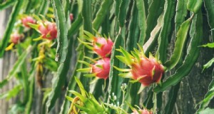 Dragon Fruit Farming in India:Gids voor winstgevendheid, kosten en investeringen 