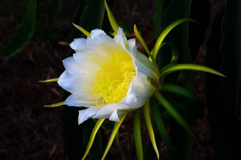 Dragon Fruit Farming in India:Gids voor winstgevendheid, kosten en investeringen 