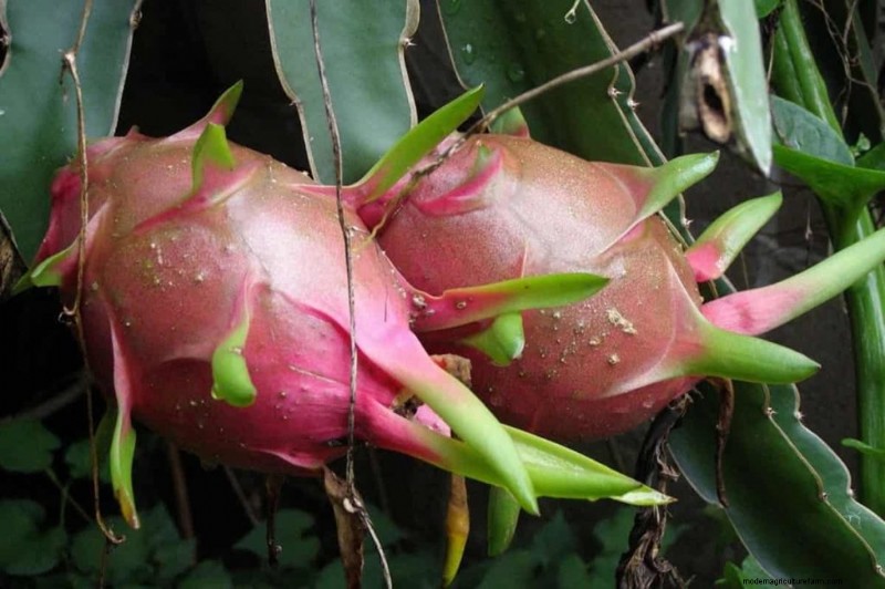Dragon Fruit Farming in India:Gids voor winstgevendheid, kosten en investeringen 