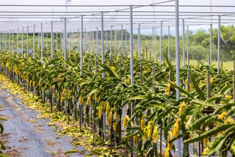 Dragon Fruit Farming in India:Gids voor winstgevendheid, kosten en investeringen 