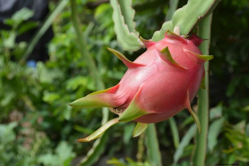Dragon Fruit Farming in India:Gids voor winstgevendheid, kosten en investeringen 