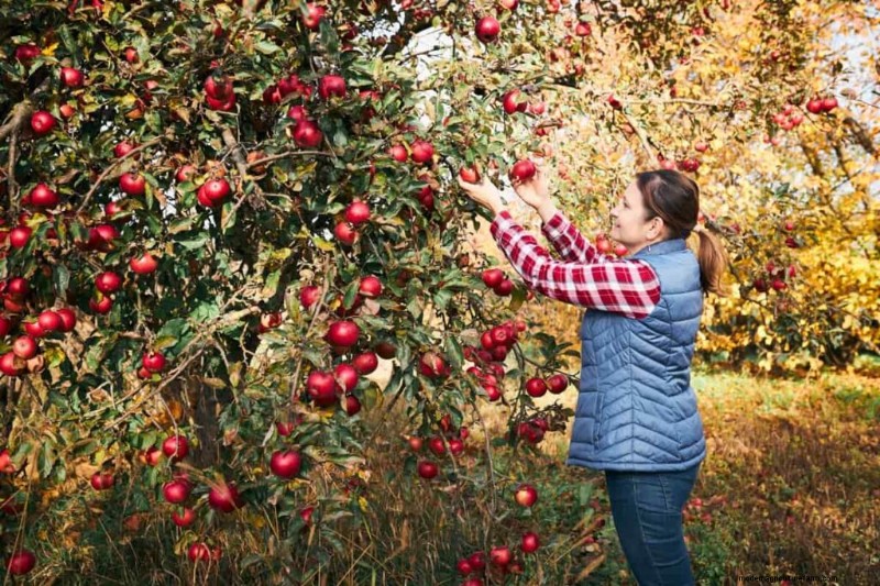 Hochdichte Bepflanzung für Obstkulturen:Ein umfassender Leitfaden 