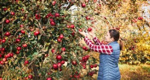 Hochdichte Bepflanzung für Obstkulturen:Ein umfassender Leitfaden 