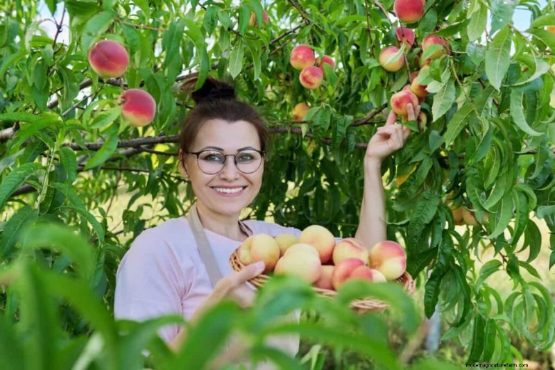 Hochdichte Bepflanzung für Obstkulturen:Ein umfassender Leitfaden 