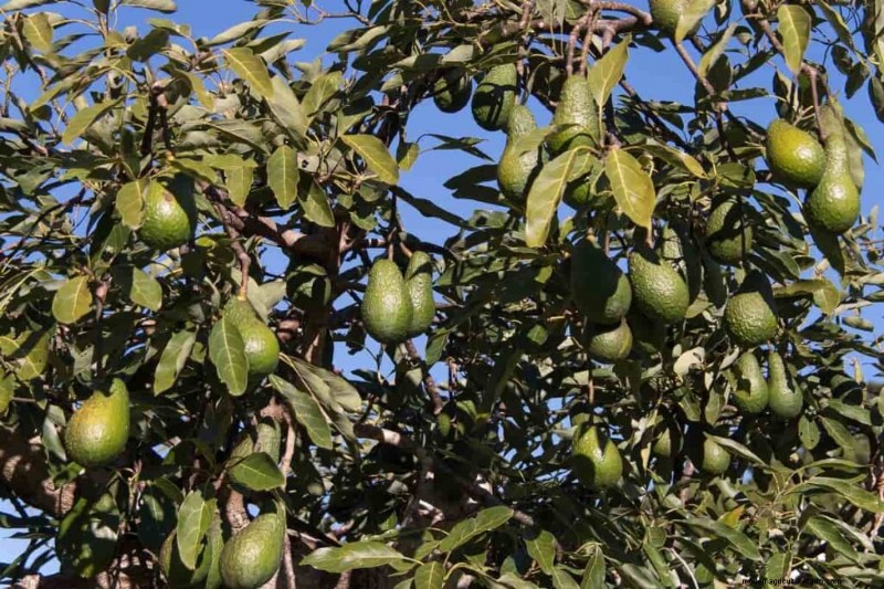 Hochdichte Bepflanzung für Obstkulturen:Ein umfassender Leitfaden 
