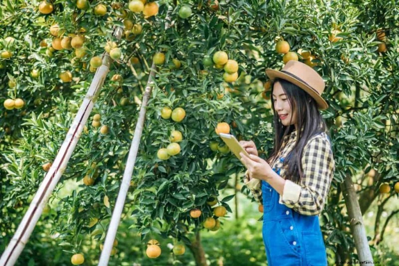 Citrus Greening (HLB) in Florida:impatto su arance e industria 