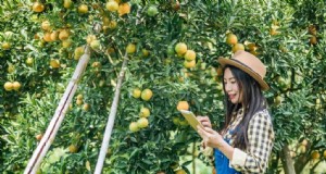 Citrus Greening (HLB) in Florida:impatto su arance e industria 