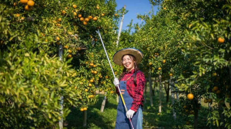Citrus Greening (HLB) in Florida:impatto su arance e industria 