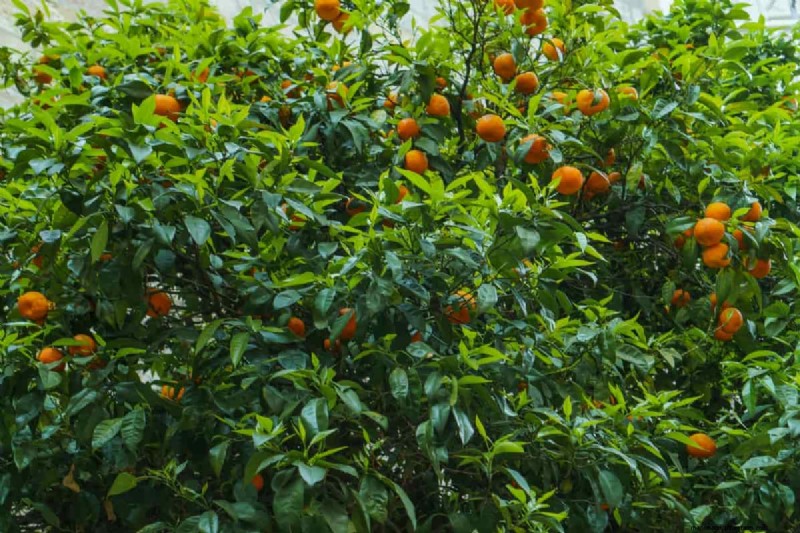 Citrus Greening (HLB) in Florida:impatto su arance e industria 