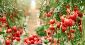 Ekologisk grönsaksodling i Filippinerna:En omfattande guide 