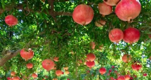 Cultivo de granadas en Oriente Medio:una oportunidad rentable 