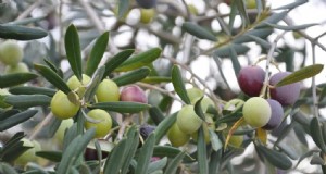 Cura degli ulivi nel sud-ovest:una guida completa 