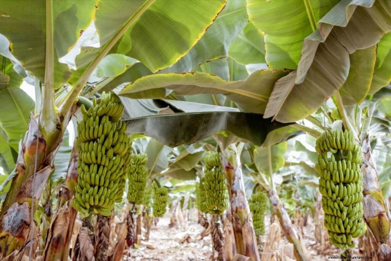 Tussenteelt van bananen:maximaliseer de opbrengst en de gezondheid van de bodem - een stapsgewijze handleiding 