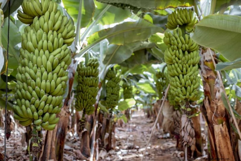 Tussenteelt van bananen:maximaliseer de opbrengst en de gezondheid van de bodem - een stapsgewijze handleiding 