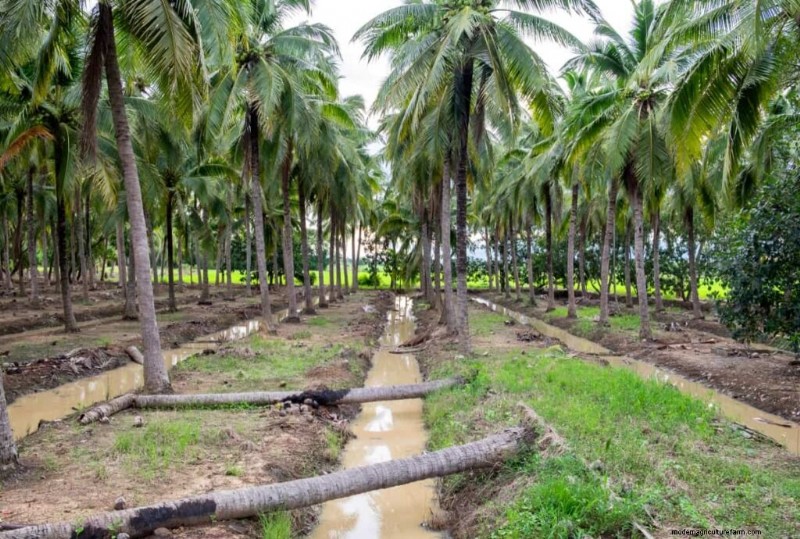 Kokosnussanbau in Karnataka:Ein Leitfaden für Tumakuru und Hassan 