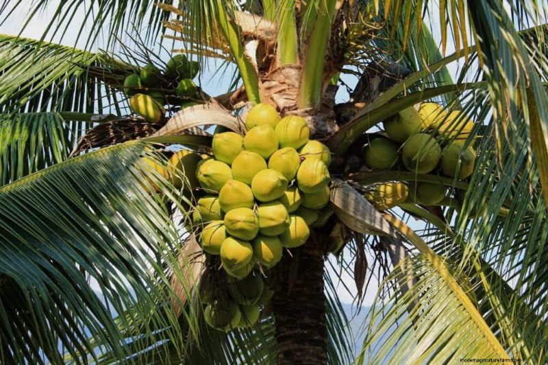 Kokosnussanbau in Karnataka:Ein Leitfaden für Tumakuru und Hassan 