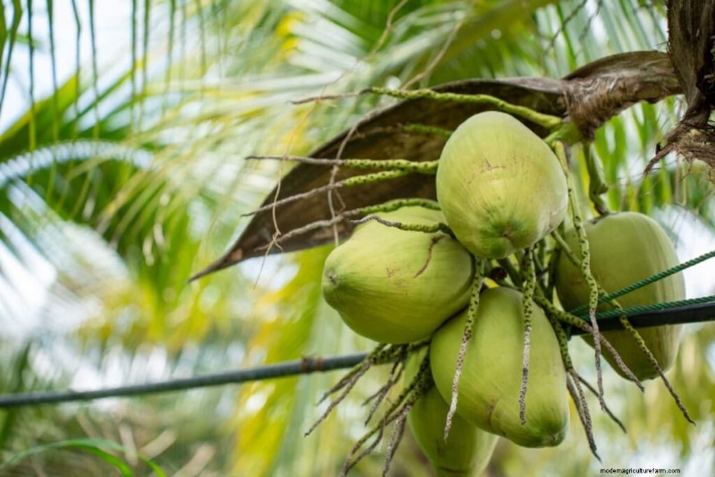 Kokosnussanbau in Karnataka:Ein Leitfaden für Tumakuru und Hassan 