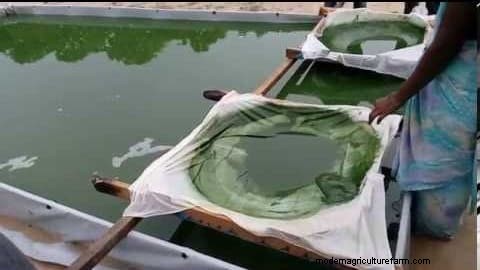 Spirulina-productie in India:1-acre-systeem, subsidies en duurzaamheid 