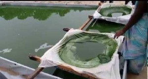 Producción de espirulina en India:sistema de 1 acre, subsidios y sostenibilidad 