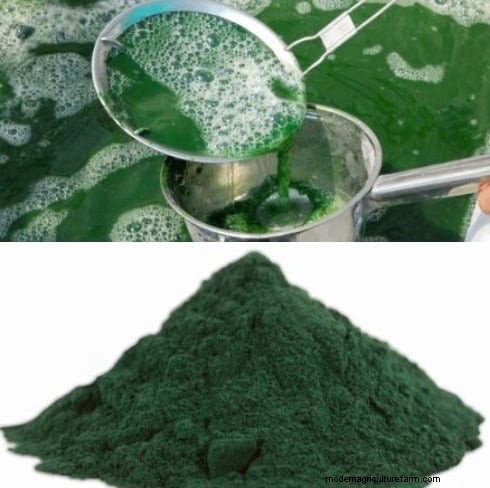 Spirulina-productie in India:1-acre-systeem, subsidies en duurzaamheid 
