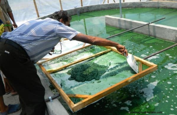 Spirulina-productie in India:1-acre-systeem, subsidies en duurzaamheid 
