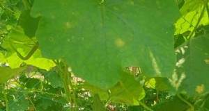 Organische Ridge Gourd Farming:een uitgebreide gids 