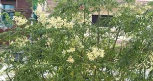 Moringa Pod-problemen:oorzaken en oplossingen voor een gezonde groei 