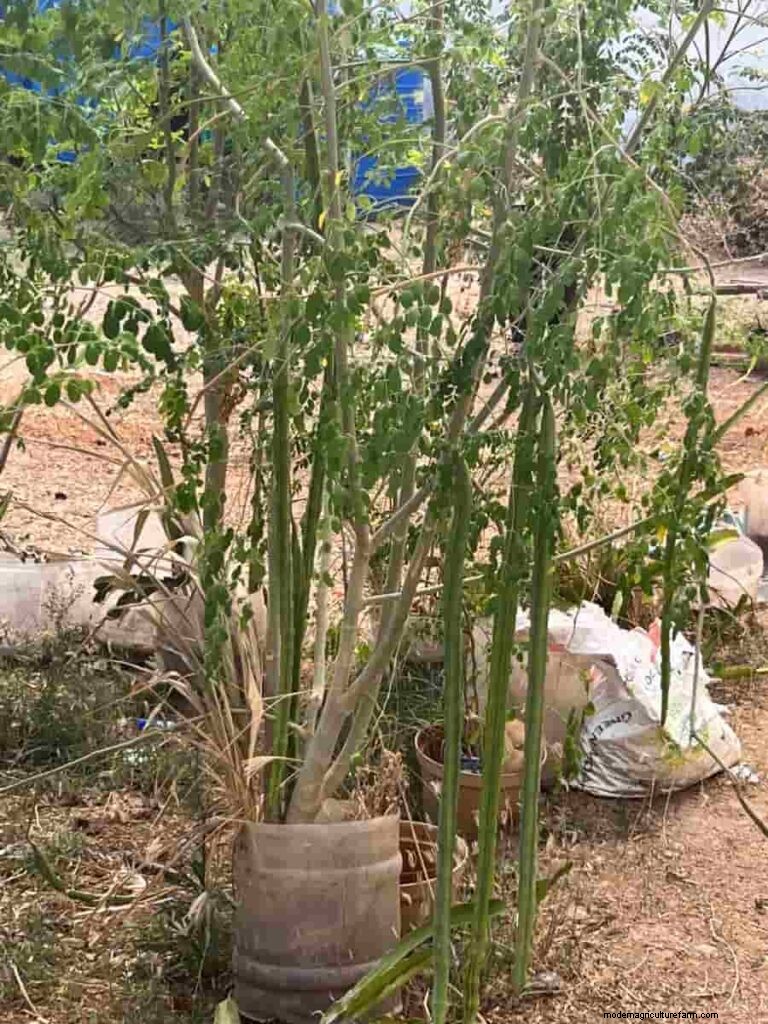Masalah Buah Kelor:Penyebab &Solusi Pertumbuhan Sehat 