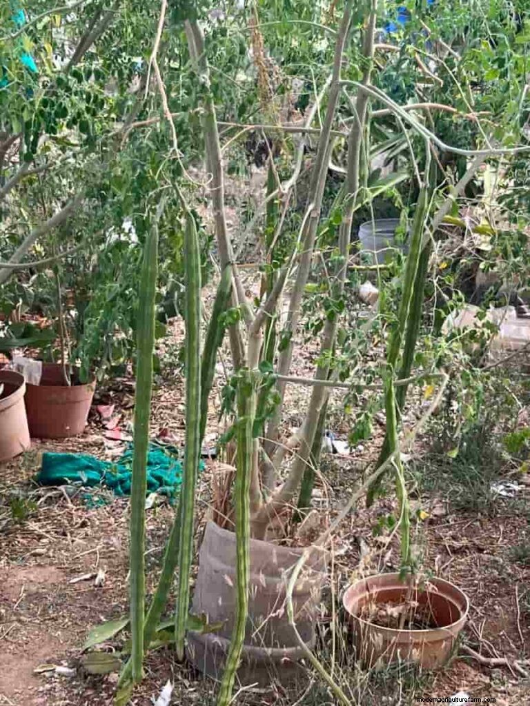 Masalah Buah Kelor:Penyebab &Solusi Pertumbuhan Sehat 