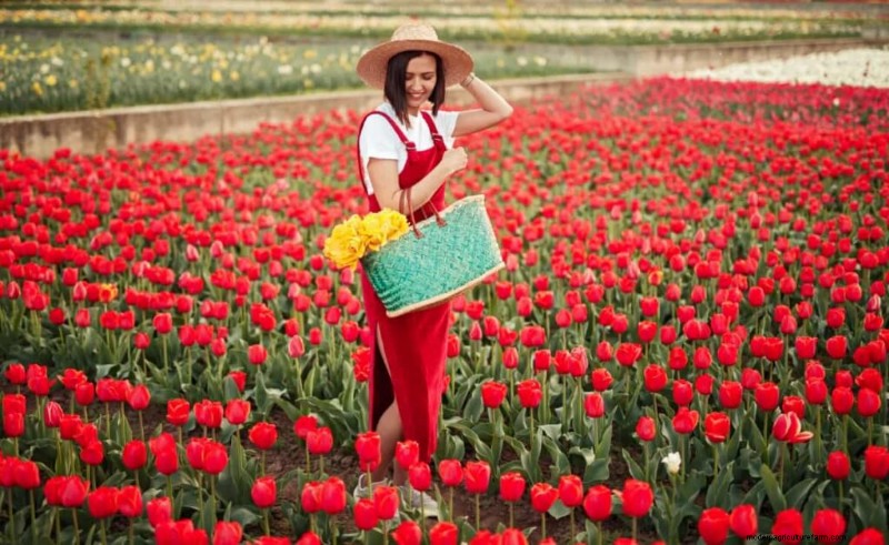 Kommerzieller Tulpenanbau:Ein Leitfaden für Anfänger zum erfolgreichen Anbau 