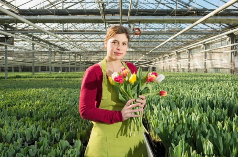 Kommerzieller Tulpenanbau:Ein Leitfaden für Anfänger zum erfolgreichen Anbau 