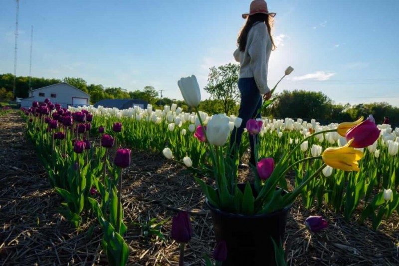 Kommerzieller Tulpenanbau:Ein Leitfaden für Anfänger zum erfolgreichen Anbau 