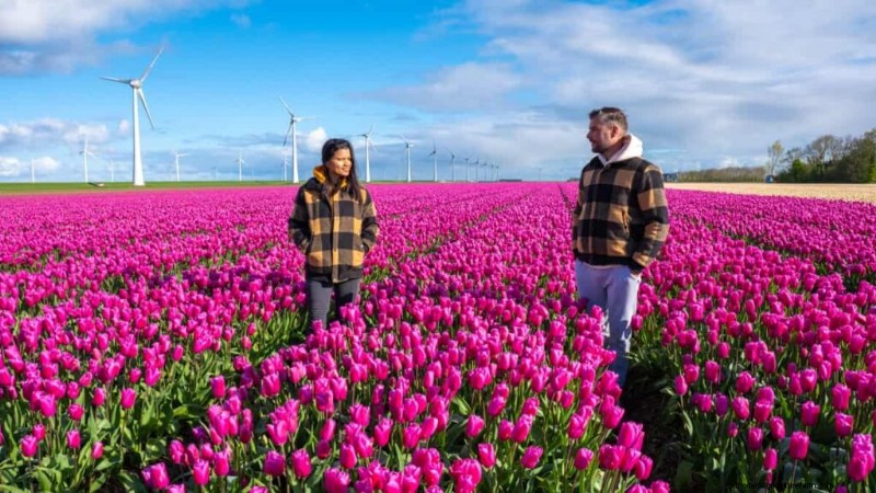 Kommerzieller Tulpenanbau:Ein Leitfaden für Anfänger zum erfolgreichen Anbau 