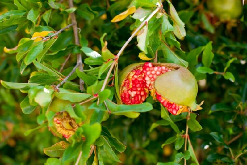 Granatapfelspaltung vorbeugen:Expertentipps für gesundes Obst 