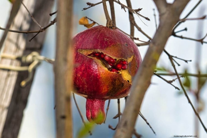 Granatapfelspaltung vorbeugen:Expertentipps für gesundes Obst 