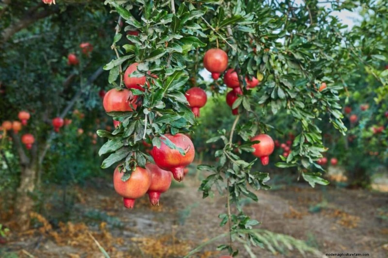Granatapfelspaltung vorbeugen:Expertentipps für gesundes Obst 