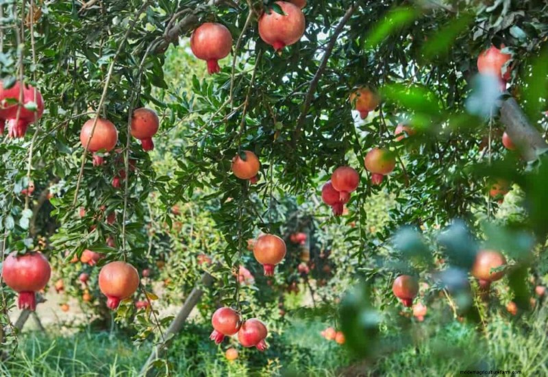 Granatapfelspaltung vorbeugen:Expertentipps für gesundes Obst 