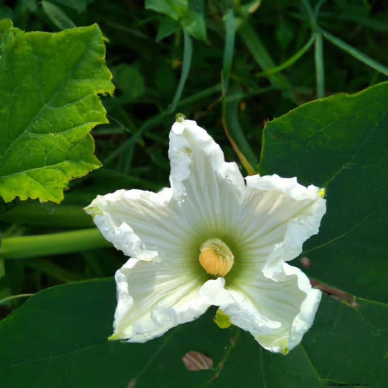 Maximieren Sie die Blüte und den Ertrag von Flaschenkürbissen:Expertentipps 