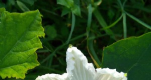 Maximieren Sie die Blüte und den Ertrag von Flaschenkürbissen:Expertentipps 