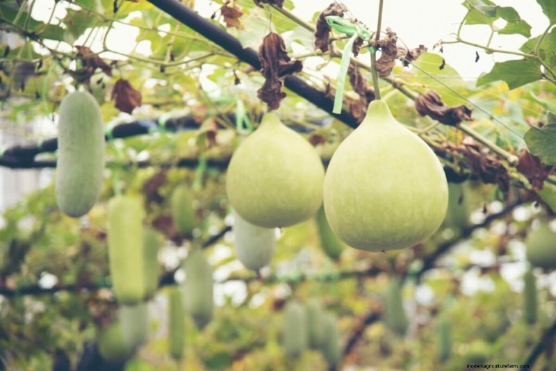 Maximieren Sie die Blüte und den Ertrag von Flaschenkürbissen:Expertentipps 
