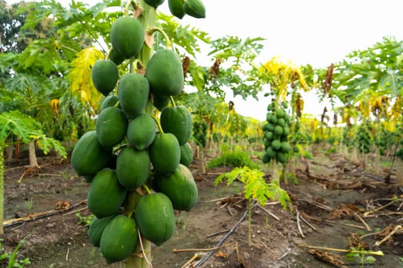 Bio-Papaya-Anbau:Ein umfassender Leitfaden für nachhaltige Produktion 