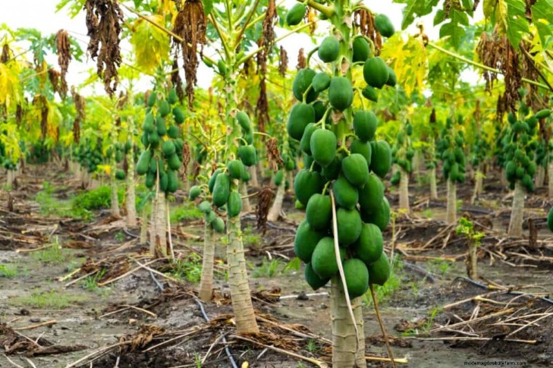 Bio-Papaya-Anbau:Ein umfassender Leitfaden für nachhaltige Produktion 