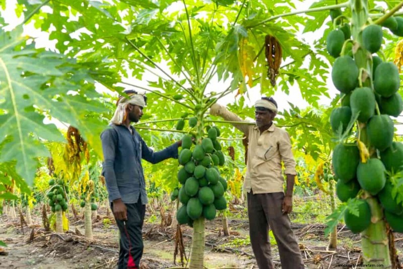 Bio-Papaya-Anbau:Ein umfassender Leitfaden für nachhaltige Produktion 