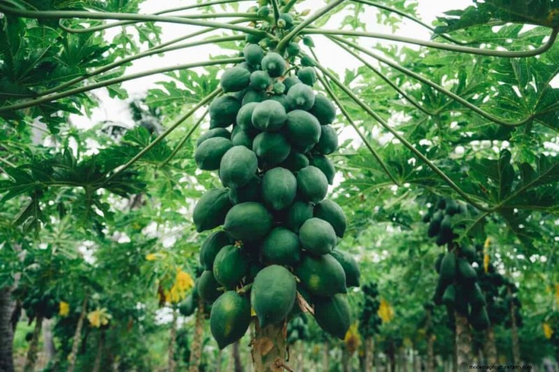 Bio-Papaya-Anbau:Ein umfassender Leitfaden für nachhaltige Produktion 