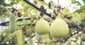 Potatura e formazione della zucca:massimizza la resa e la salute 
