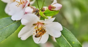 Aumenta l allegagione:una guida alle strategie di impollinazione delle piante 