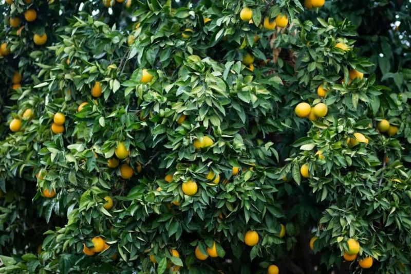 Ingiallimento delle foglie di agrumi:cause, soluzioni e cura degli alberi 