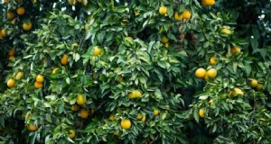 Vergeling van citrusbladeren:oorzaken, oplossingen en boomverzorging 